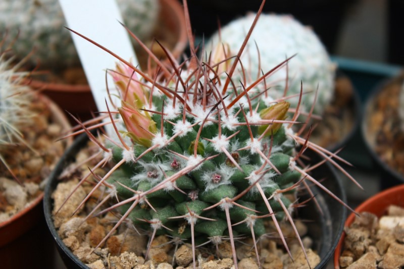 Mammillaria compressa forma 