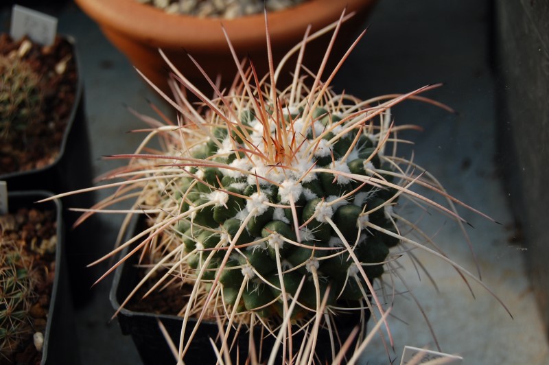 Mammillaria compressa 