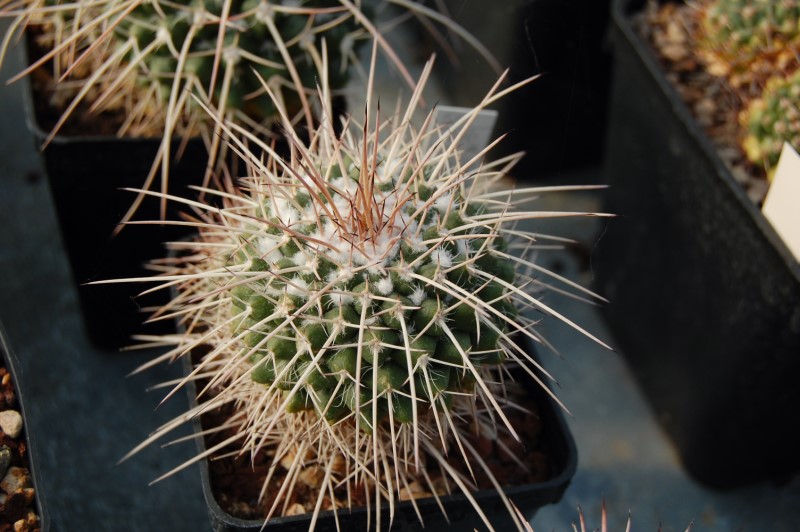 Mammillaria compressa 