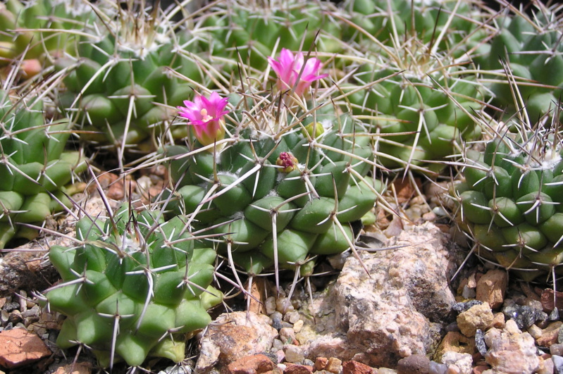 Mammillaria compressa SB 221