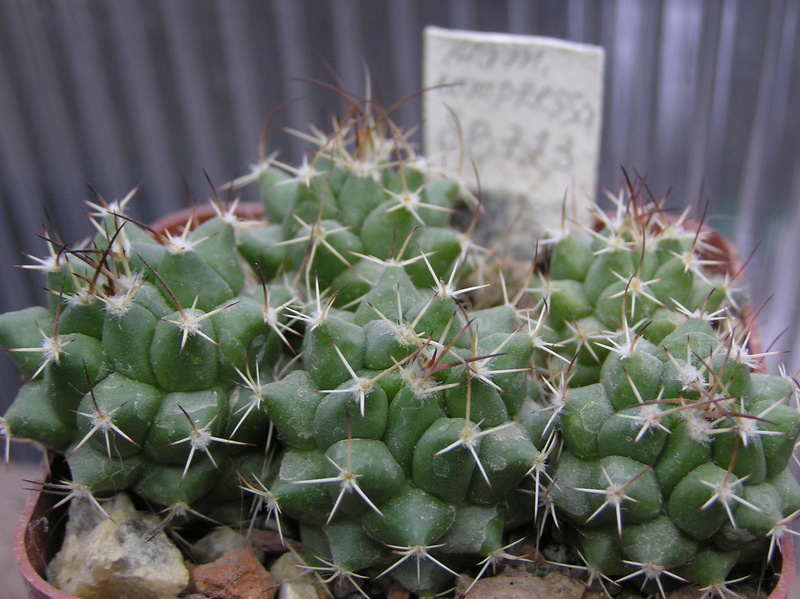 Mammillaria compressa SB 723