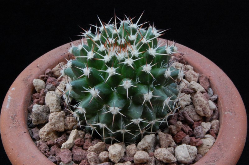 Mammillaria confusa AdB 5.50