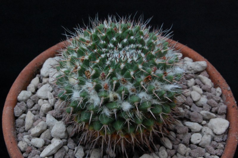 Mammillaria confusa ML 384