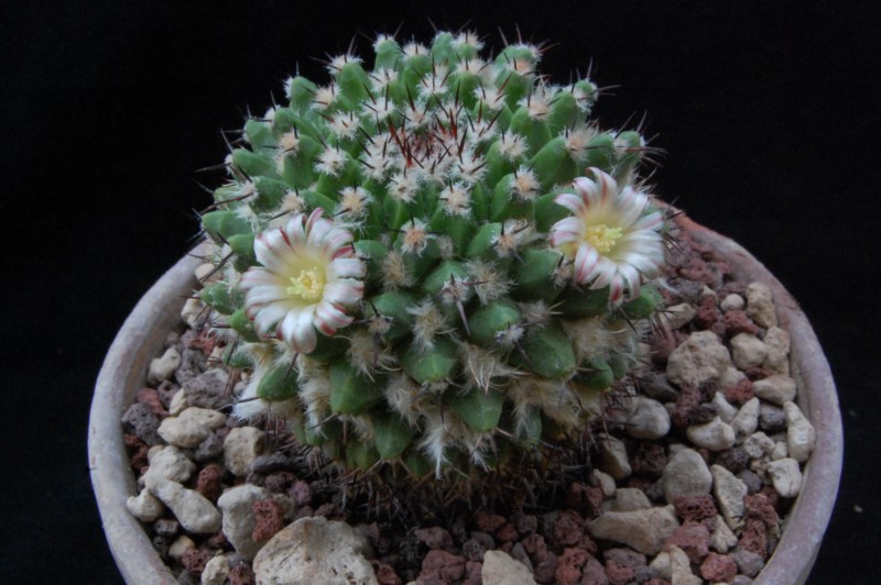 Mammillaria confusa REP 169