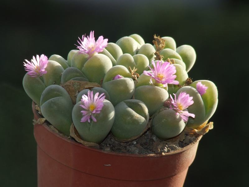 Gibbaeum nebrownii 