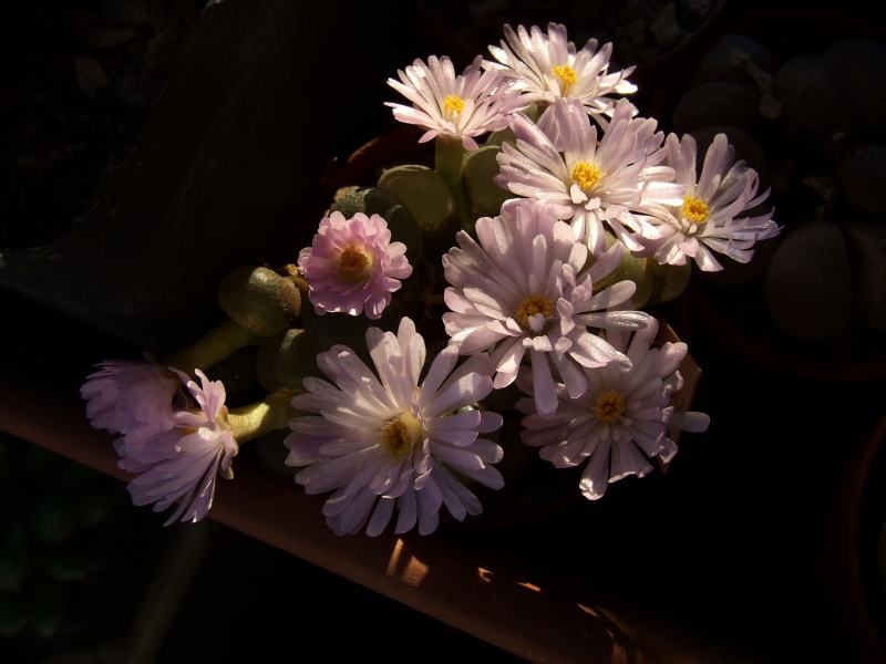 conophytum friedrichiae