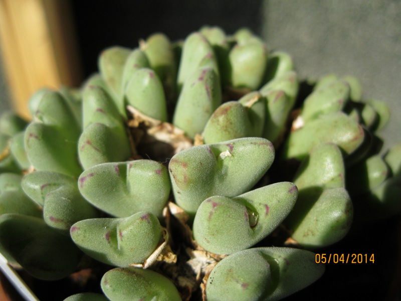 Conophytum velutinum ssp. polyandrum 