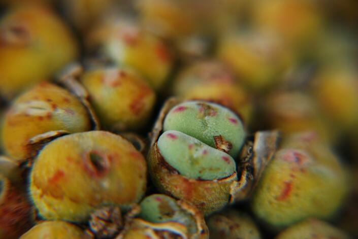 conophytum  