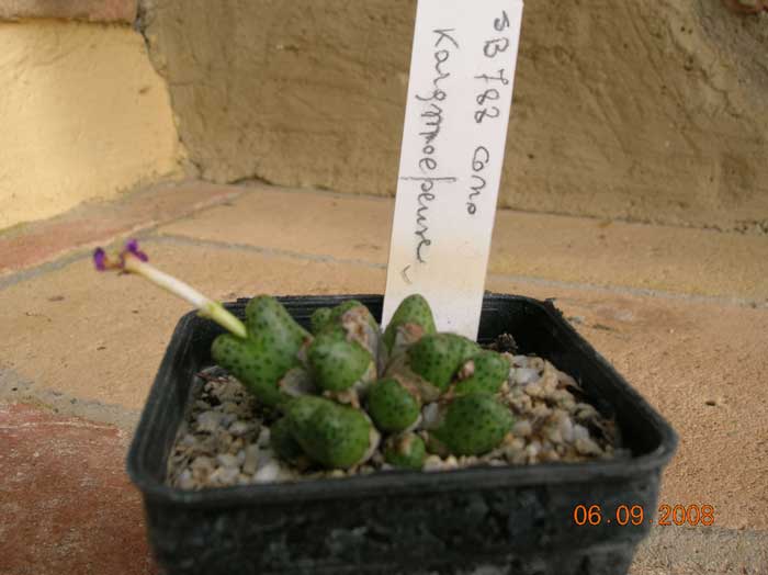 Conophytum haramoepense SB788