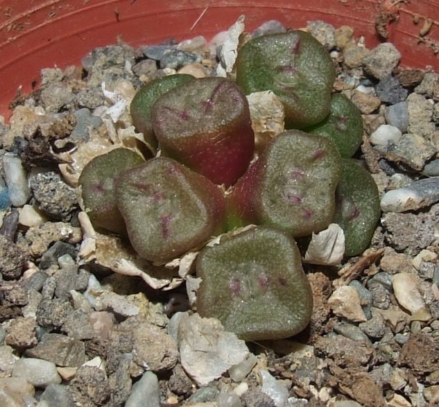 Conophytum cubicum 