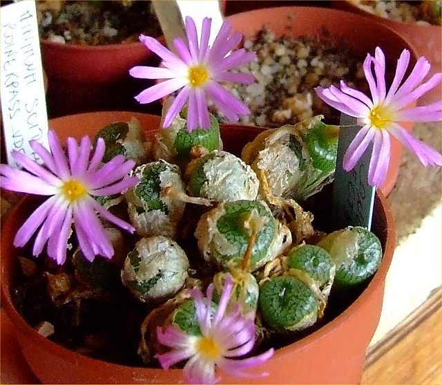 Conophytum ectypum v. brownii 