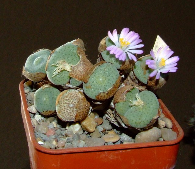 conophytum ernstii