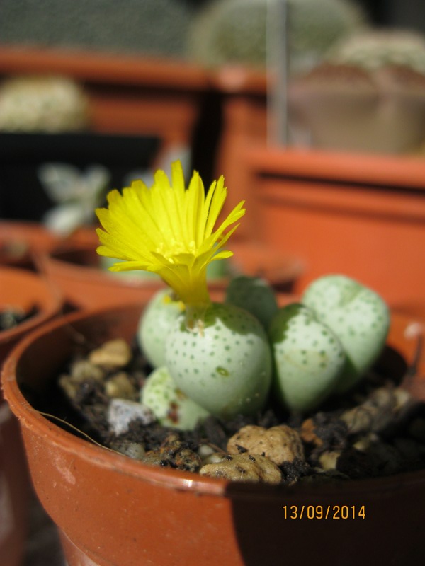 conophytum flavum