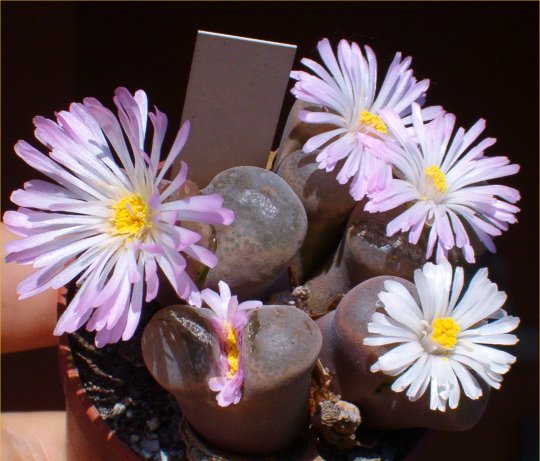 Conophytum friedrichiae 