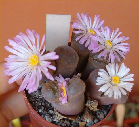 Conophytum friedrichiae 