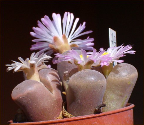 Conophytum friedrichiae 