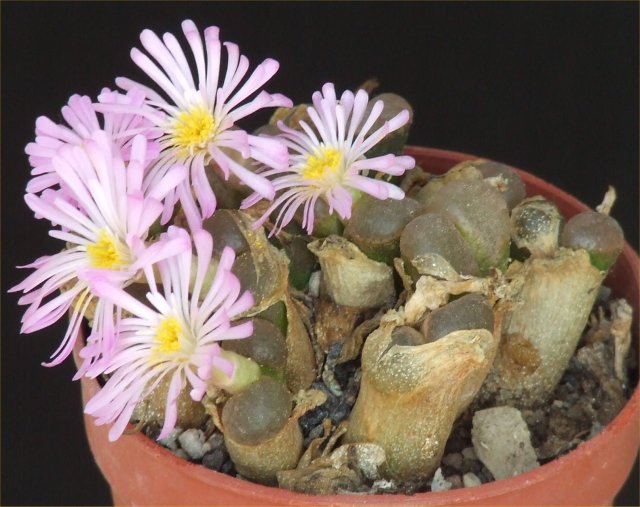 Conophytum friedrichiae 