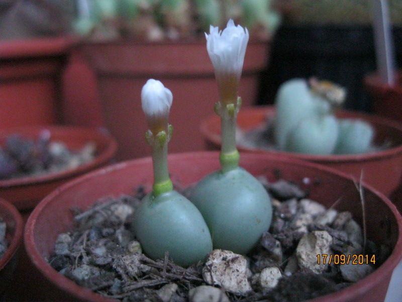 Conophytum globosum 