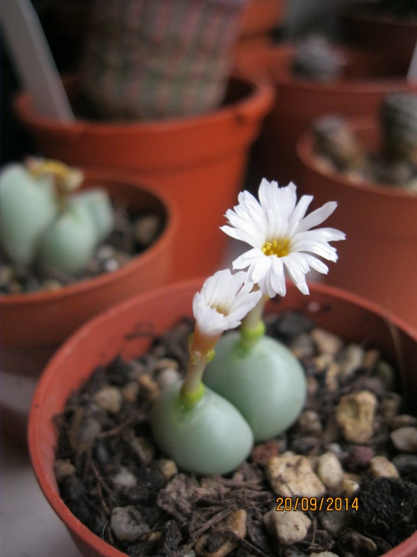 Conophytum globosum 