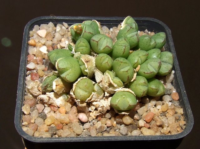 Conophytum loeschianum 