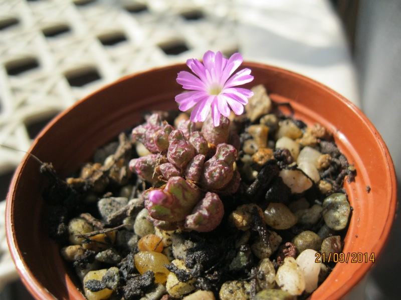 Conophytum luckhoffii TS800