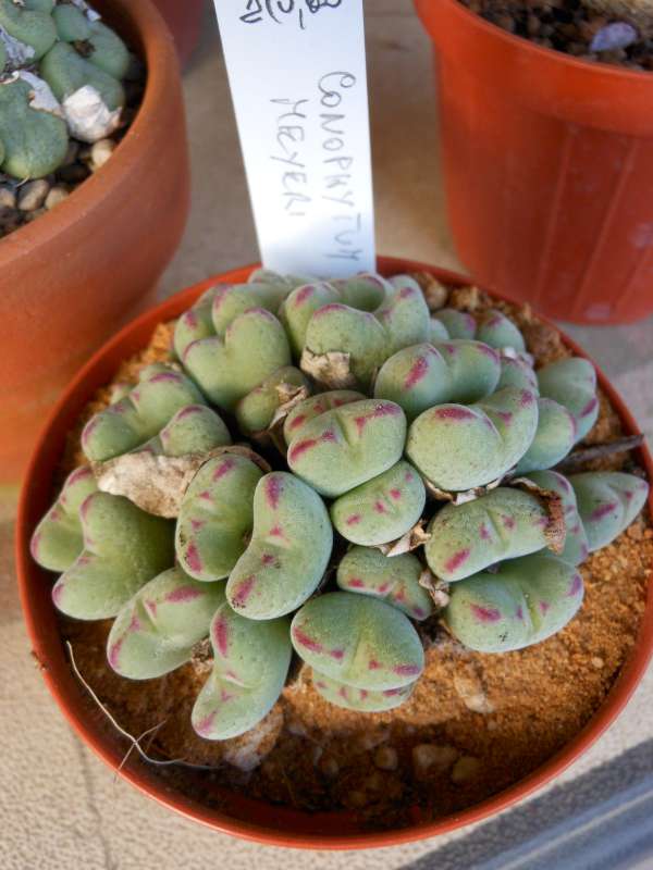 Conophytum meyeri 