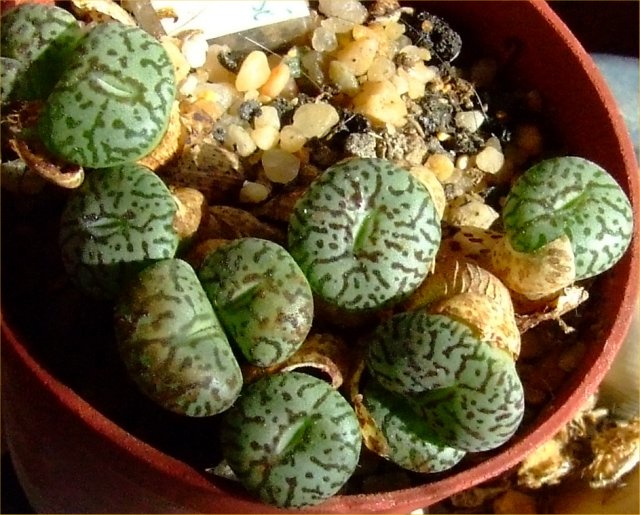 conophytum minimum cv. wittebergense