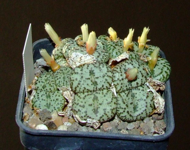 Conophytum obcordellum 