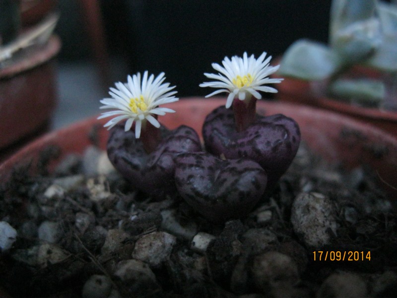 Conophytum obcordellum RPY1706