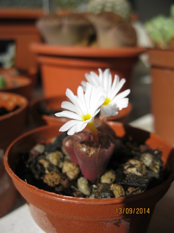 Conophytum pellucidum 