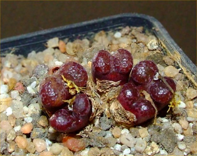 Conophytum pellucidum cv. makin’s plum 