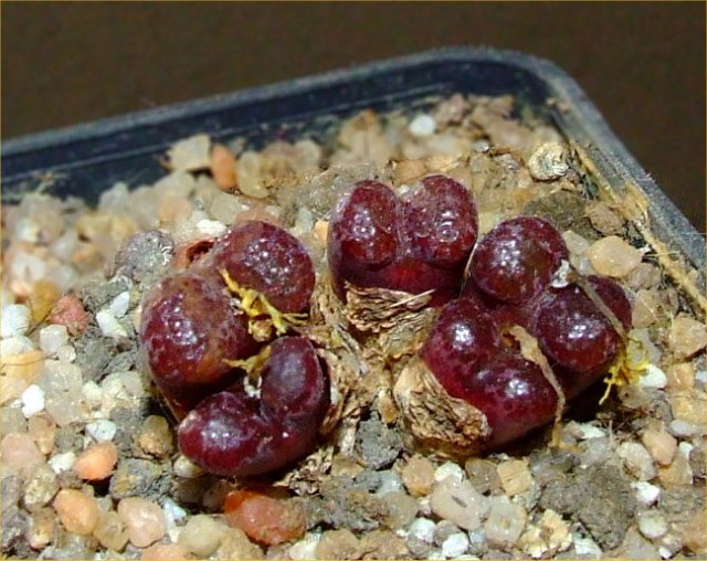 conophytum pellucidum cv. makin’s plum