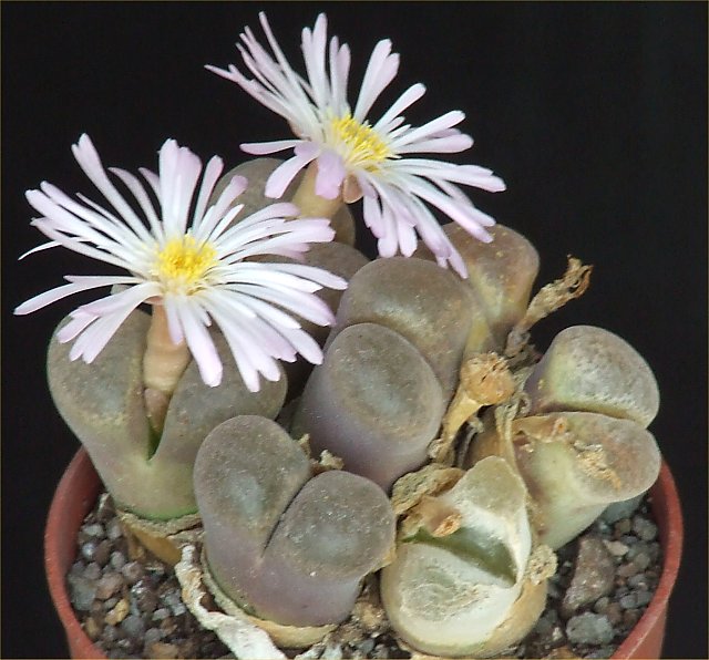 conophytum praesectum