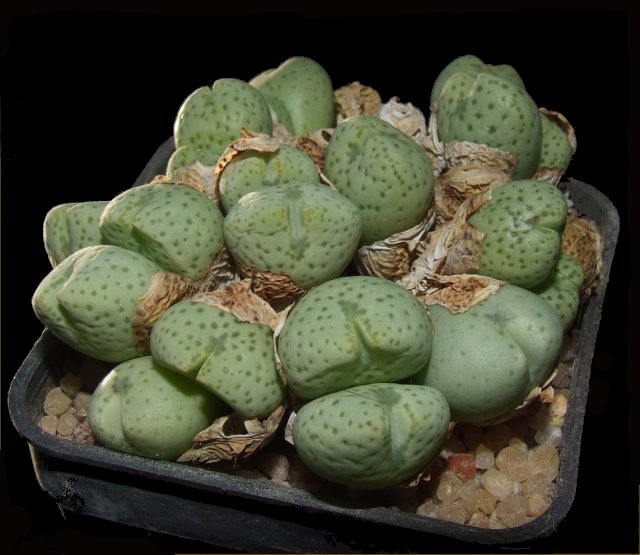 Conophytum quaesitum 