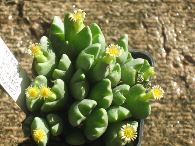 Conophytum quaesitum SB1115