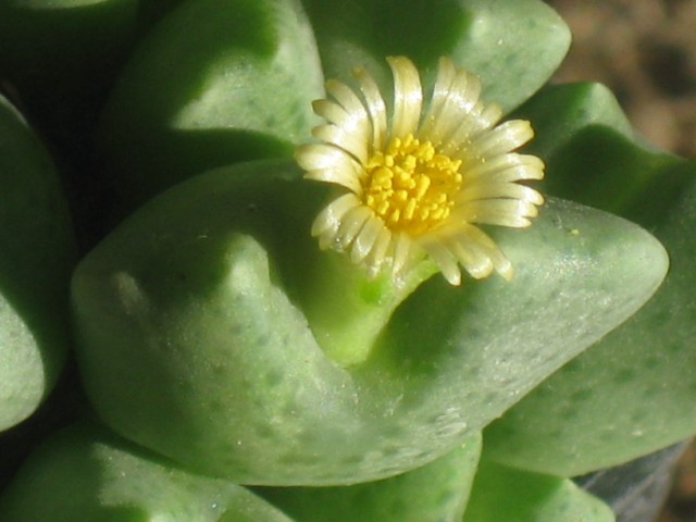 Conophytum quaesitum SB1115