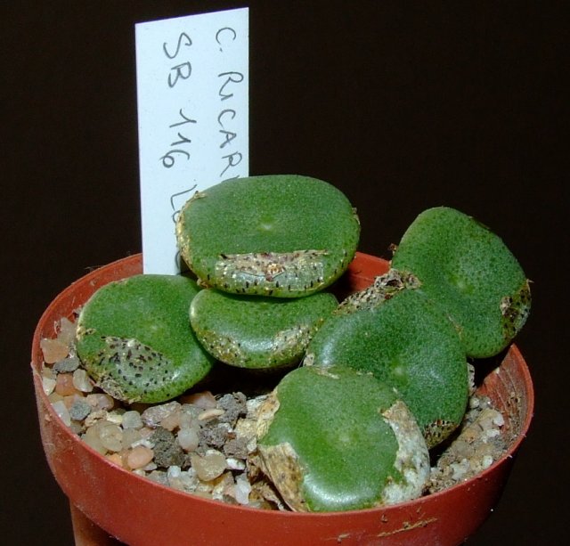 conophytum ricardianum