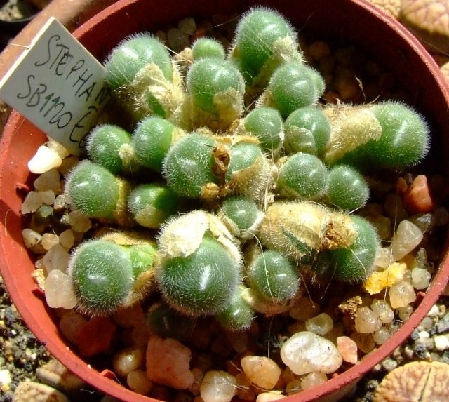 conophytum stephanii