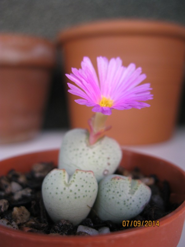 Conophytum taylorianum ssp. ernianum 