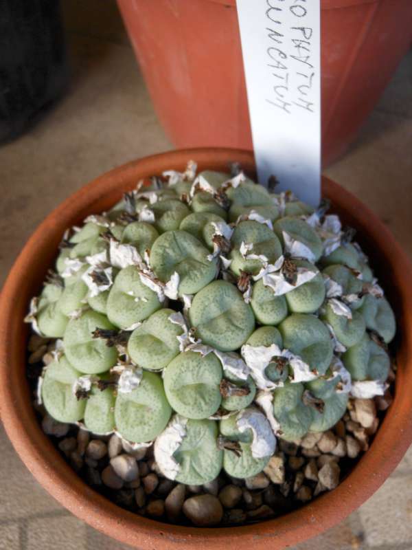 conophytum truncatum