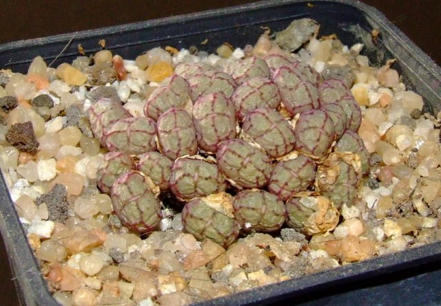 Conophytum uviforme ssp. decoratum 