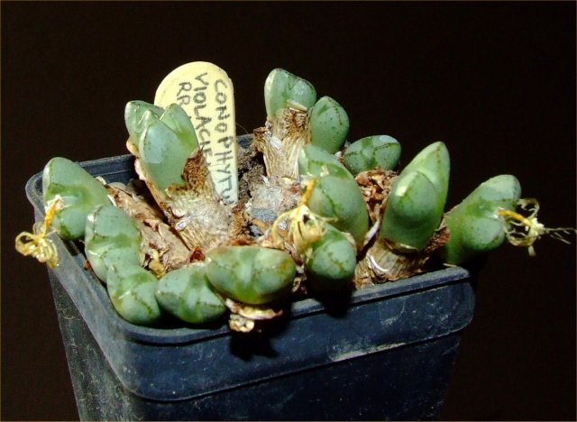 conophytum violaciflorum