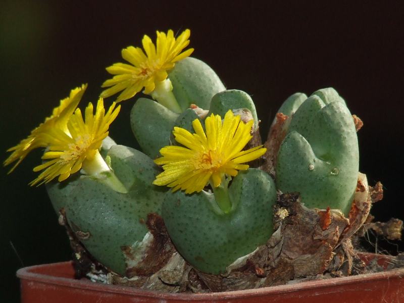 Conophytum  