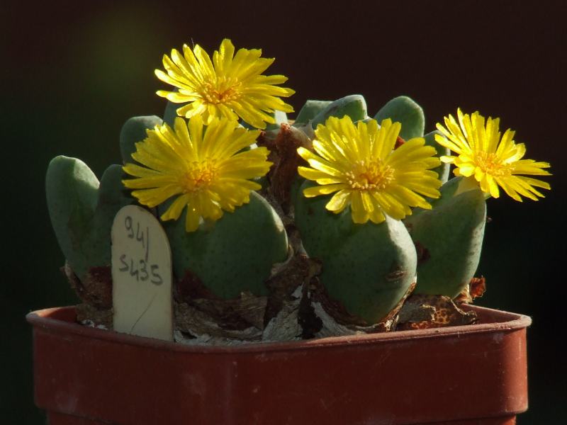 Conophytum  