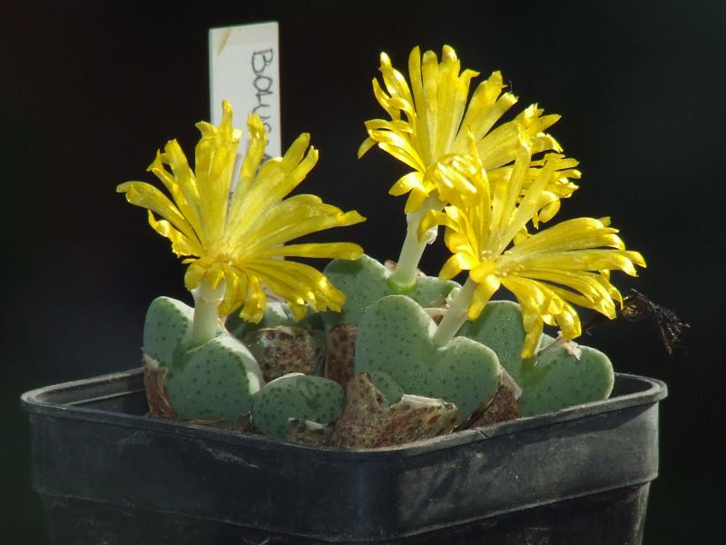 Conophytum bolusiae ssp. primavernum 