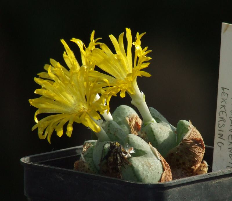 Conophytum bolusiae ssp. primavernum 