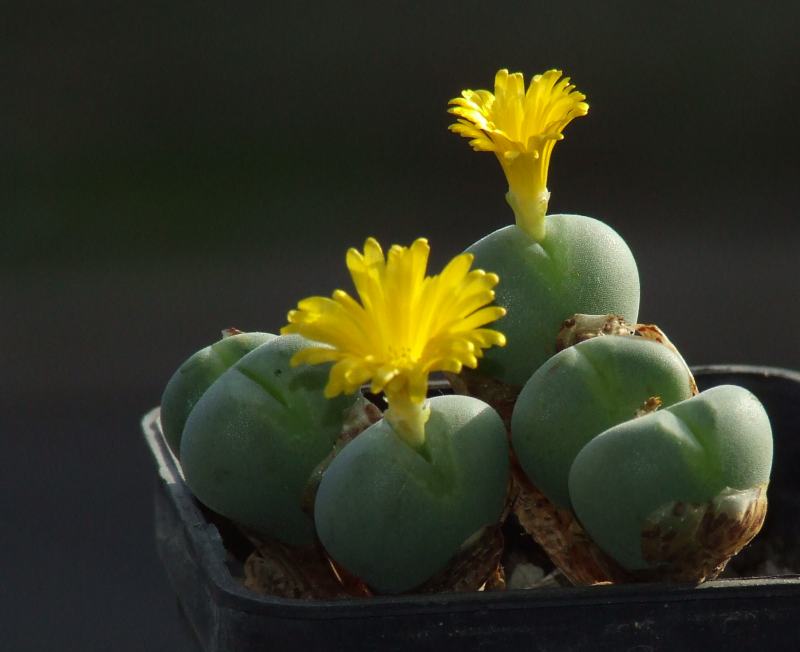 Conophytum  
