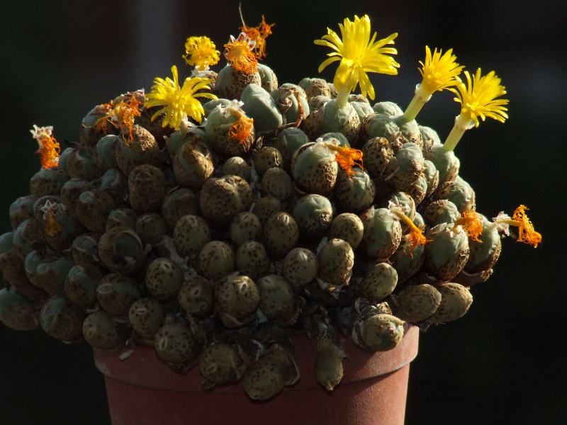 Conophytum meyeri 