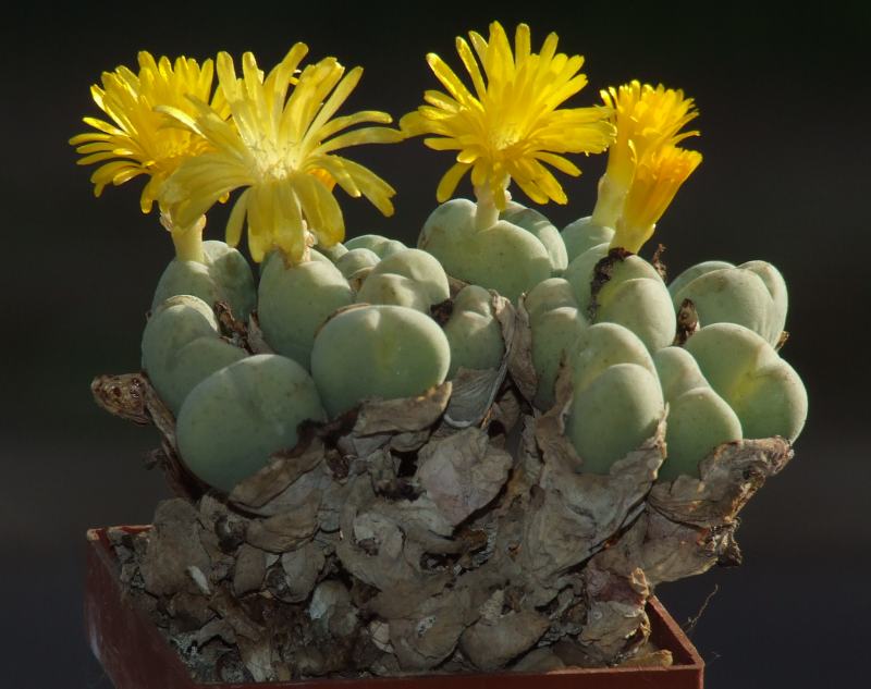 Conophytum  