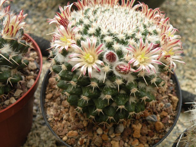 mammillaria conzattii